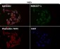 Anti-GAPDH Rabbit Monoclonal Antibody